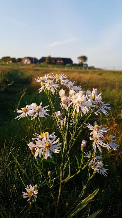 Hare Ferienwohnungen Langeneß Exterior foto